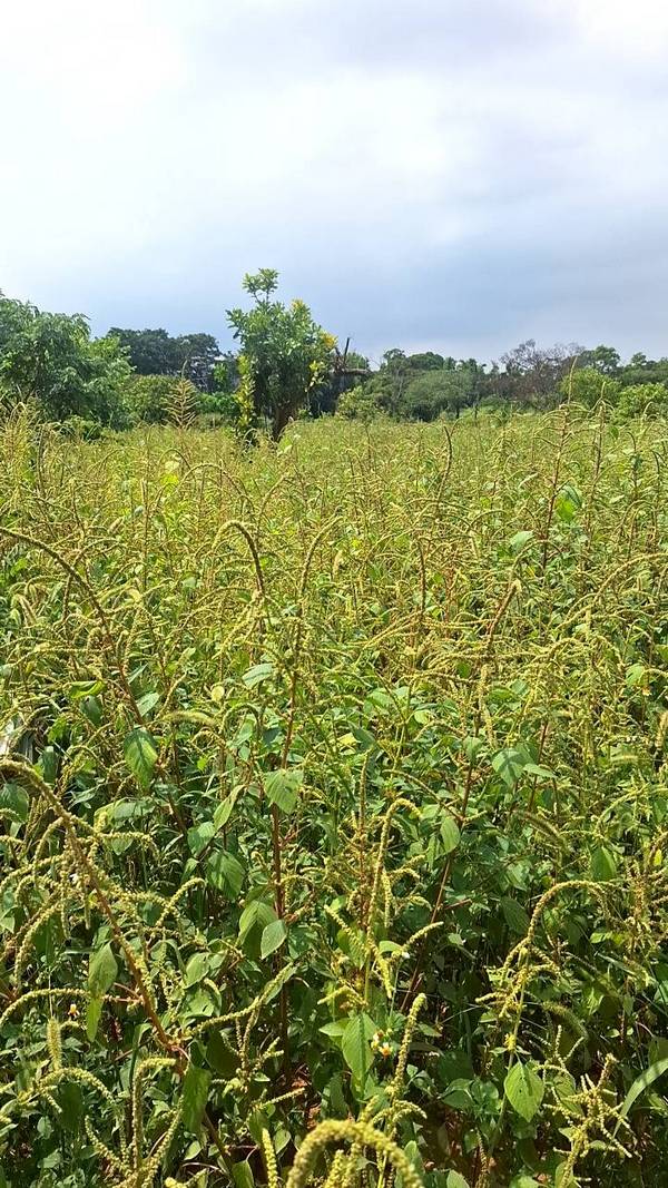 ��鷨���ϳί�