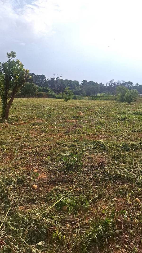 ��鷨���ϳί�